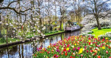Anh 5 Lễ hội Keukenhof tại Hà Lan