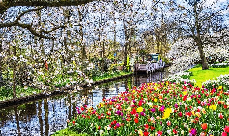 Anh 5 Lễ hội Keukenhof tại Hà Lan